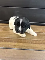 Carolina, a female Newfoundland for sale in Guys Mills, PA – 5 of 7