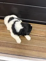Carolina, a female Newfoundland for sale in Guys Mills, PA – 7 of 7