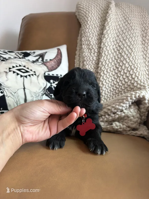 Bae  – Newfoundland puppy for sale in Guys Mills, PA