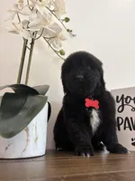 Bae , a female Newfoundland for sale in Guys Mills, PA – Photo 9 of 9