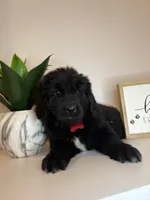 Bae , a female Newfoundland for sale in Guys Mills, PA – Photo 3 of 9