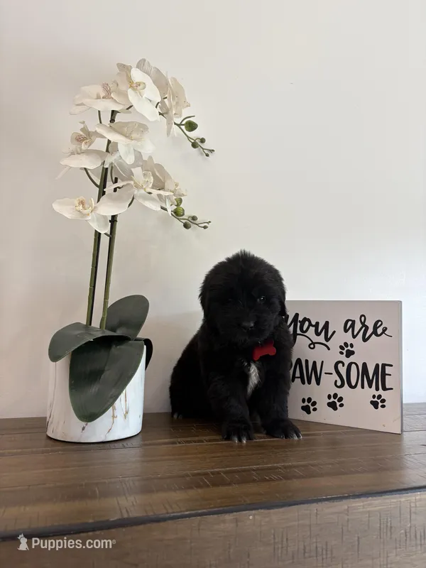 Bae  – Newfoundland puppy for sale in Guys Mills, PA