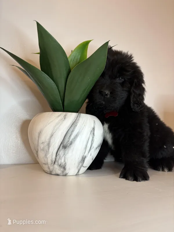 Bae  – Newfoundland puppy for sale in Guys Mills, PA