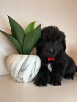 Bae , a female Newfoundland for sale in Guys Mills, PA – Photo 2 of 9