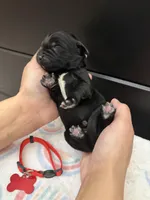 Bae , a female Newfoundland for sale in Guys Mills, PA – Photo 2 of 3