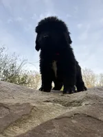 Bae , a female Newfoundland for sale in Guys Mills, PA – Photo 4 of 9
