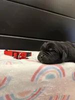 Bae , a female Newfoundland for sale in Guys Mills, PA – Photo 3 of 3