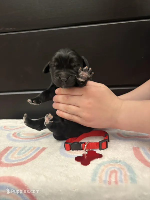 Bae  – Newfoundland puppy for sale in Guys Mills, PA