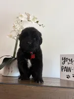 Bae , a female Newfoundland for sale in Guys Mills, PA – Photo 7 of 9