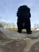 Bae , a female Newfoundland for sale in Guys Mills, PA – Photo 5 of 9