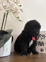 Bae , a female Newfoundland for sale in Guys Mills, PA – Photo 8 of 9