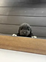 Texas , a male Newfoundland for sale in Guys Mills, PA – 6 of 8