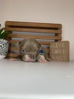 Chance , a male French Bulldog for sale in Guys Mills, PA – Photo 2 of 6