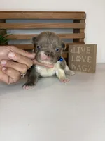 Chance , a male French Bulldog for sale in Guys Mills, PA – Photo 3 of 6