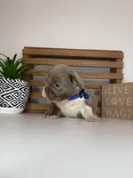 Chance , a male French Bulldog for sale in Guys Mills, PA – Photo 6 of 6