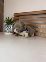 Chance , a male French Bulldog for sale in Guys Mills, PA – Photo 5 of 6