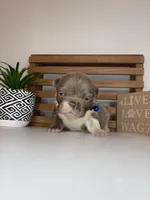 Chance , a male French Bulldog for sale in Guys Mills, PA – Photo 4 of 6