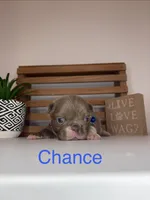Chance , a male French Bulldog for sale in Guys Mills, PA – Photo 1 of 6