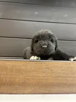 Texas , a male Newfoundland for sale in Guys Mills, PA – 5 of 8