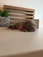 Cora, a female French Bulldog for sale in Guys Mills, PA – Photo 2 of 6