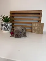 Cora, a female French Bulldog for sale in Guys Mills, PA – Photo 3 of 6