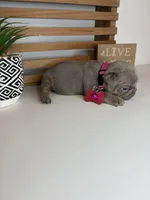 Cora, a female French Bulldog for sale in Guys Mills, PA – Photo 6 of 6
