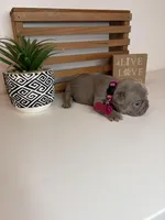 Cora, a female French Bulldog for sale in Guys Mills, PA – Photo 5 of 6