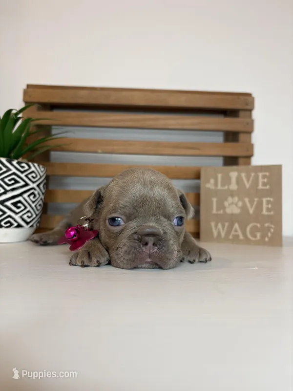 Cora – French Bulldog puppy for sale in Guys Mills, PA