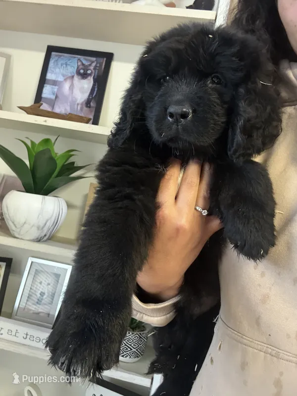 Bae  – Newfoundland puppy for sale in Guys Mills, PA