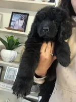 Bae , a female Newfoundland for sale in Guys Mills, PA – 6 of 8