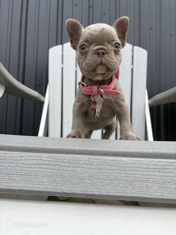 Chanel  – French Bulldog puppy for sale in Guys Mills, PA