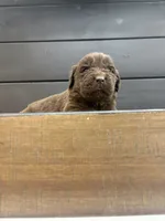 Georgia , a female Newfoundland for sale in Guys Mills, PA – 7 of 7