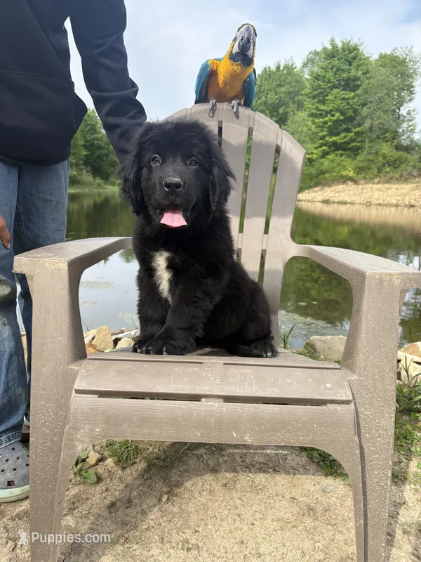Bae  – Newfoundland puppy for sale in Guys Mills, PA