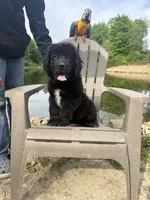 Bae , a female Newfoundland for sale in Guys Mills, PA – 1 of 8