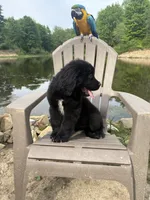 Bae , a female Newfoundland for sale in Guys Mills, PA – 2 of 8