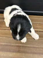 Carolina, a female Newfoundland for sale in Guys Mills, PA – 2 of 7