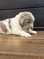 Alaska , a female Newfoundland for sale in Guys Mills, PA – 3 of 5