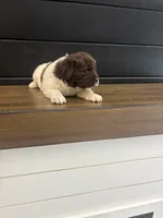Montana , a female Newfoundland for sale in Guys Mills, PA – 3 of 7