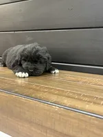 Texas , a male Newfoundland for sale in Guys Mills, PA – 2 of 8