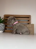 Chanel , a female French Bulldog for sale in Guys Mills, PA – Photo 6 of 6