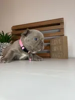 Chanel , a female French Bulldog for sale in Guys Mills, PA – Photo 2 of 6