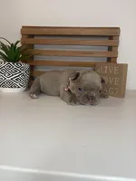 Chanel , a female French Bulldog for sale in Guys Mills, PA – Photo 3 of 6