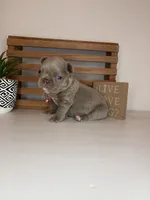 Chanel , a female French Bulldog for sale in Guys Mills, PA – Photo 5 of 6