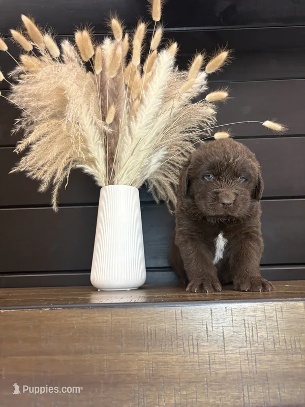 Dakota  – Newfoundland puppy for sale in Guys Mills, PA