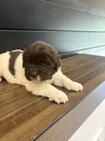 Montana , a female Newfoundland for sale in Guys Mills, PA – 5 of 7