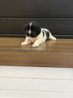 Carolina, a female Newfoundland for sale in Guys Mills, PA – 4 of 7