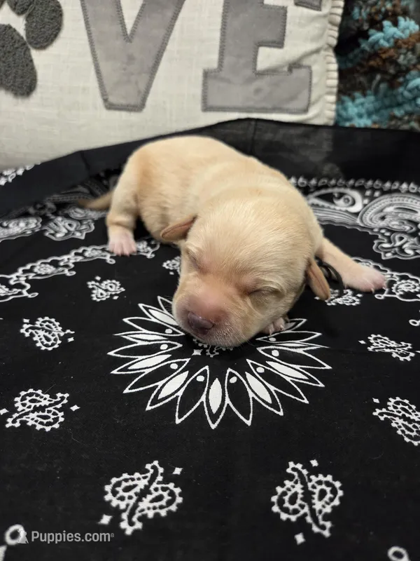 Black Collar – Labrador Retriever puppy for sale in Calhan, CO