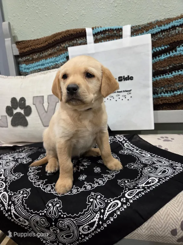 Black Collar – Labrador Retriever puppy for sale in Calhan, CO