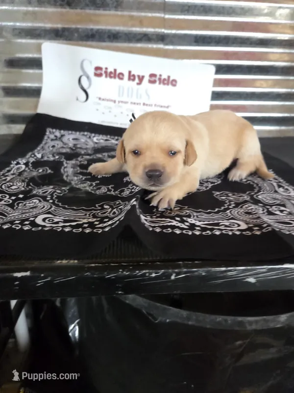 Black Collar – Labrador Retriever puppy for sale in Calhan, CO