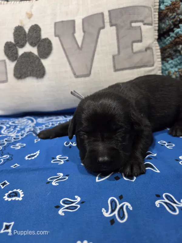 Blue Collar – Labrador Retriever puppy for sale in Calhan, CO